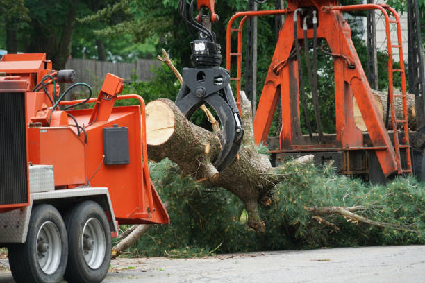 Best Tree Disease Treatment  in Bulverde, TX